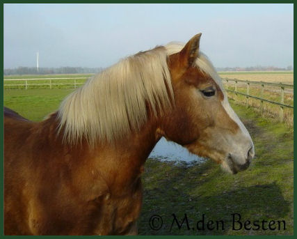 Foto 1 M.den Besten